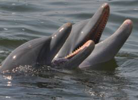 Dolphins begging