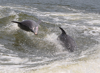 Dolphins in Alabama