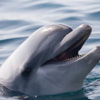 Dolphin Tours in Orange Beach – Dolphins in the Wild