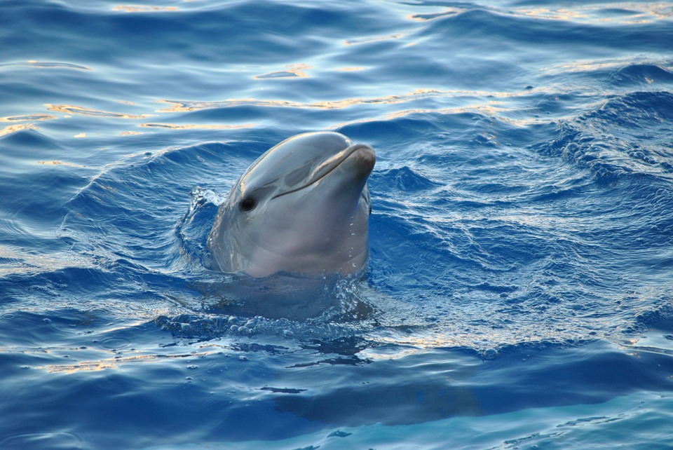 orange beach dolphin tours